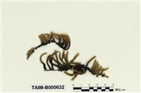 藏品(崛川氏蔓苔)的圖片